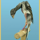 Illustration for article titled 6 Animals Shaped By Artificial Selection into Beautiful Monsters